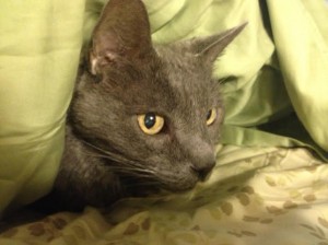 cat green sheets