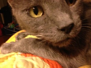 kitty big face