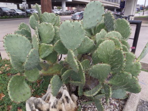 Gratuitous parking lot cactus