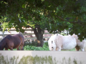 I'm sure the locals thought I was nuts as I talked to the horses and took this picture