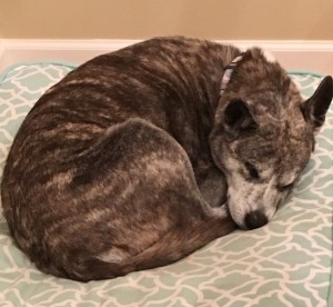 Phoenix, exhausted from exuberantly greeting every guest and attempting to mooch from every plate