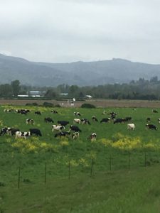 Truly pastoral, though I knew I was in trouble when one of the calf babies started running faster than me!