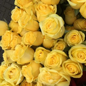 yellow roses