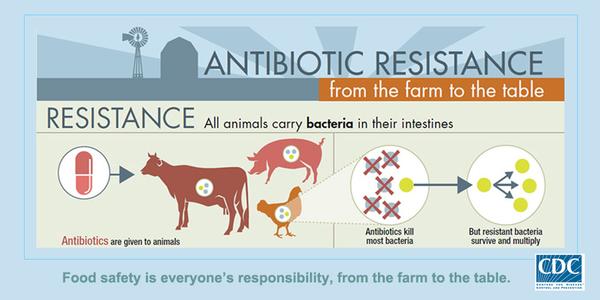 antibiotics cows