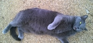 Kitty wants a belly rub