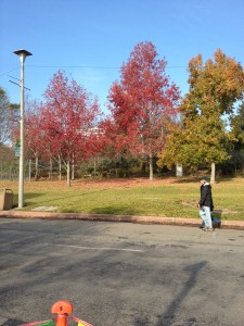 Fall colors in the park surrounding the Lake Merritt loop