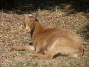 Not a horse, but still a cutie