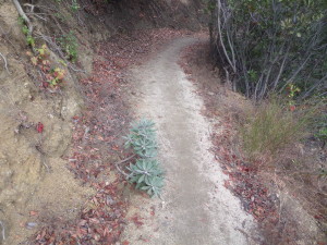 The micro-view, looking down on the trail