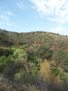 Vegetation around the hills