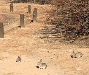 Bunnies!