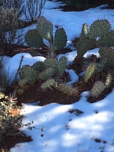 Believe it: snow on the cactus!