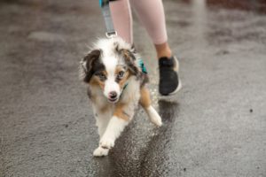 Happy running doggo!